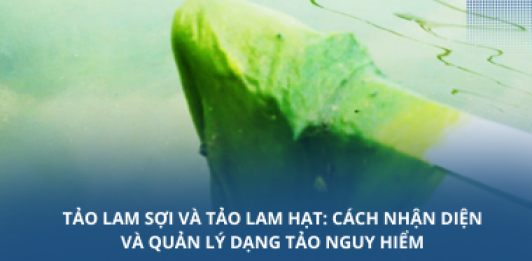 Tảo lam sợi và tảo lam hạt: Cách nhận diện và quản lý dạng tảo nguy hiểm
